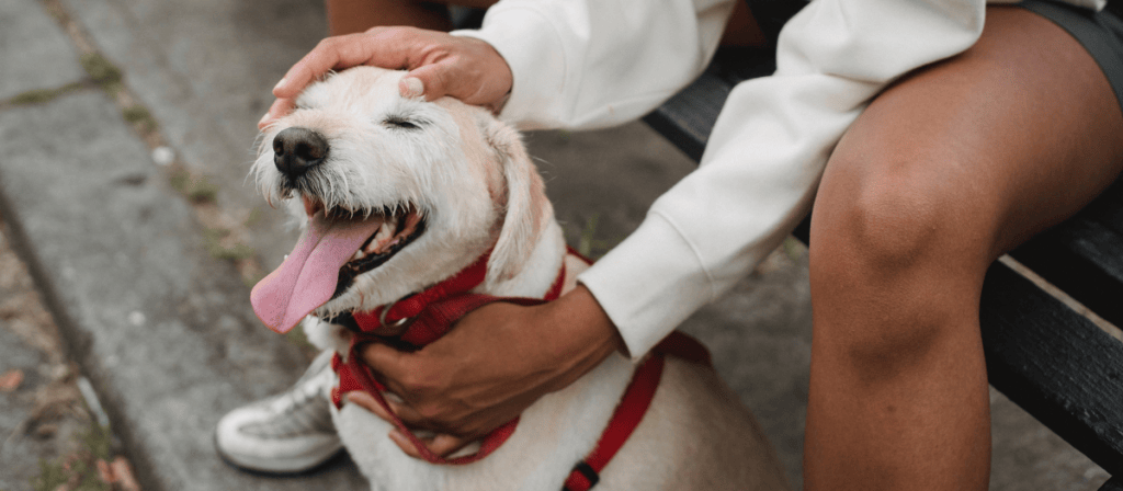 4 razas de perros que se adaptan mejor en la ciudad