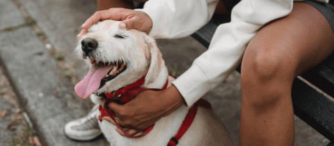 ¿Por qué los perros lamen mucho a sus dueños y cuándo es señal de alerta?