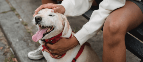 ¿Por qué los perros lamen mucho a sus dueños y cuándo es señal de alerta?