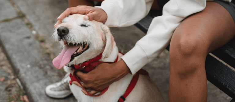 ¿Por qué los perros lamen mucho a sus dueños y cuándo es señal de alerta?