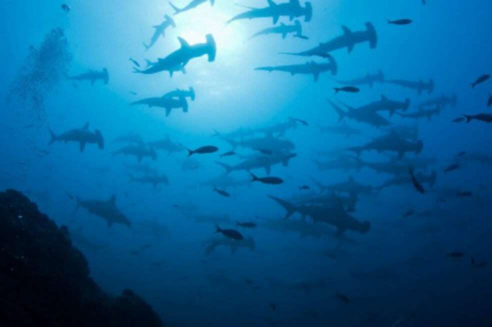 La pérdida de oxígeno constituye una amenaza creciente para la pesca y para algunos grupos de especies como los atunes, los peces picudo y los tiburones. / EFE