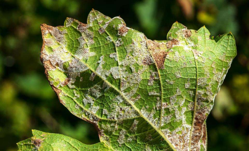 El manejo adecuado de las condiciones ambientales y el uso de prácticas de control preventivo son esenciales para reducir la incidencia de mildiu en plantas ornamentales y otras especies cultivadas.