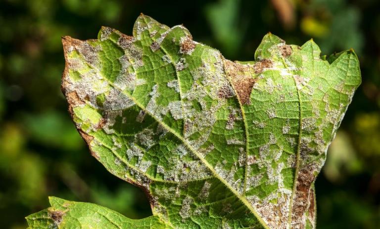 ¿Cómo eliminar los hongos de las plantas? Señales y formas de prevenirlos