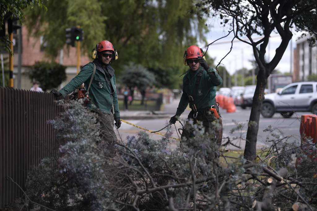 Tala de árboles, realizada por el Jardín Botánico de Bogotá en la calle 116.