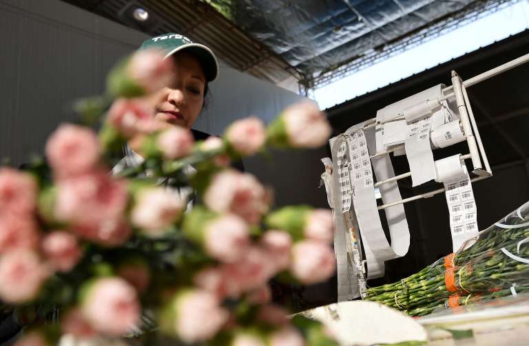 Floricultores Cultivo Rosas