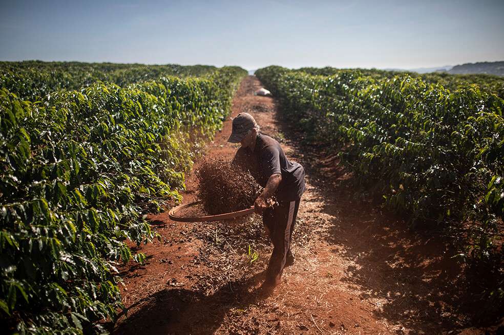 Producción de café en Alfenas, Minas Gerais en Brasil. / Bloomberg