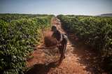 Climas extremos “desequilibran” cultivos de café de productores