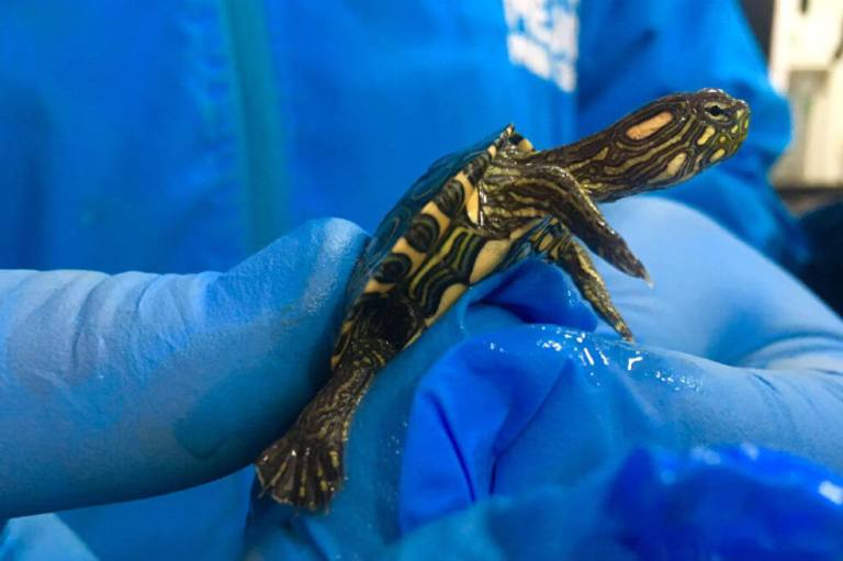 Sin agua y en una caja hallan a 18 tortugas en el sur de Bogotá 