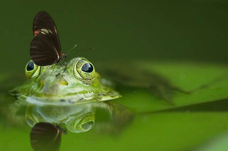 Además del talento con la cámara, la fotografía de fauna requiere de mucha paciencia. Pueden pasar horas para conseguir la toma perfecta.