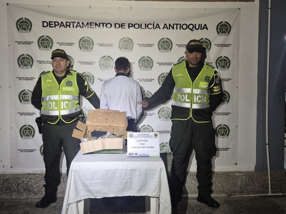 El hombre que transportaba a los pichones permanece bajo custodia de la Policía Nacional y se encuentra a la espera de un dictamen judicial.