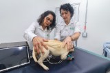 Crean en Colombia el primer perro robot para enseñar a estudiantes de veterinaria