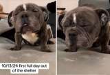 La increíble transformación de una perrita enferma tras encontrar un hogar