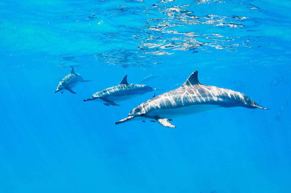El proyecto 'A Mar Abierto' está siendo trabajado por el Acuario de Santa Marta desde hace seis meses. / 123rf