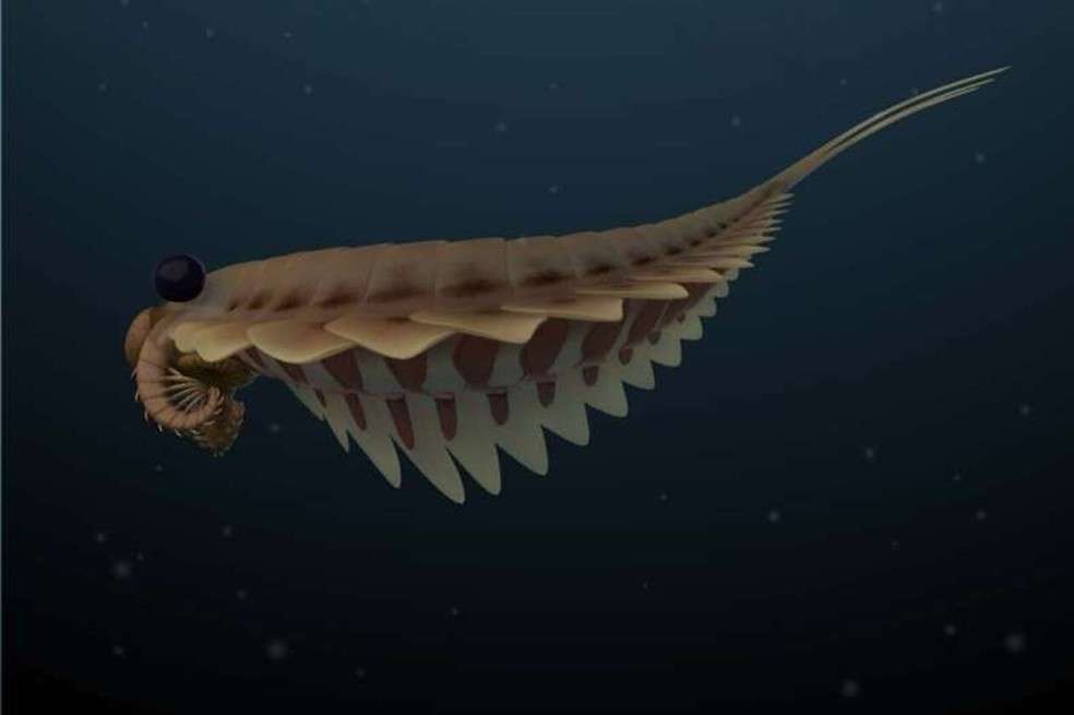 Sistema nervioso de un depredador marino de Burgess Shale llamado Stanleycaris.