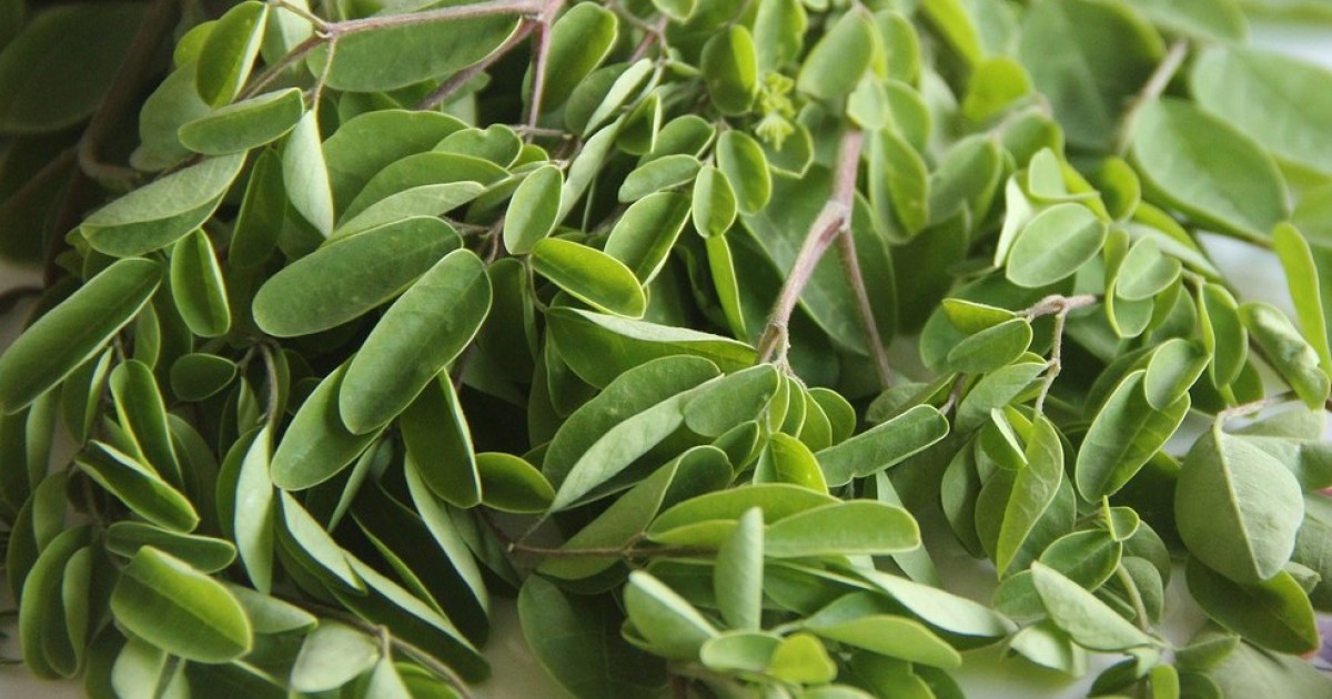 Hojas de moringa: para qué sirven, beneficios y usos más comunes