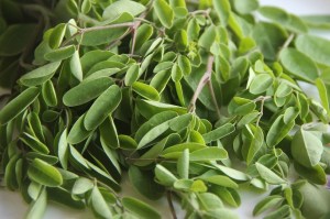 Hojas de moringa: para qué sirven, beneficios y usos más comunes