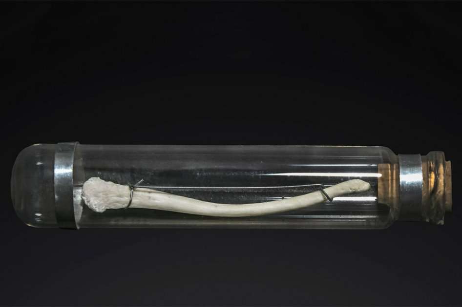 Hueso del pene de un macaco. / Didier Descouens/Muséum de Toulouse/Wikimedia Commons