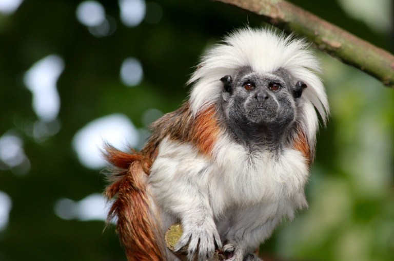 Semana Santa 2025: así combate Antioquia el tráfico ilegal de fauna silvestre