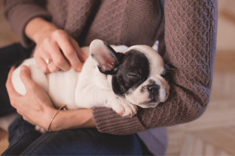 ¿Cuántas horas duerme un perro al día según su edad?