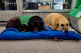 Comerciante argentina transforma su tienda en un refugio para perros callejeros