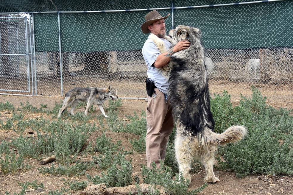 Un veterano de guerra de EE. UU. juega con un lobo.  / EFE