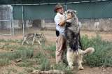 Lobos para curar estrés postraumático