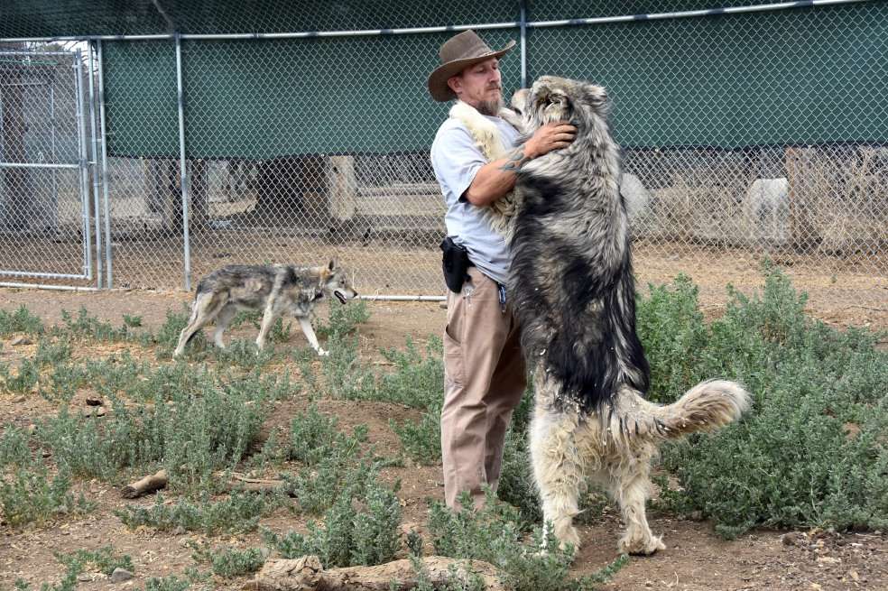 Un veterano de guerra de EE. UU. juega con un lobo. / EFE