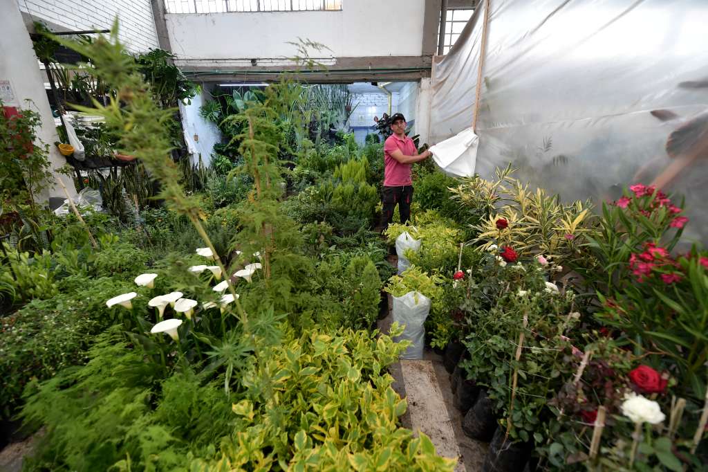 Mercado Nacional de Plantas - Flormacoop