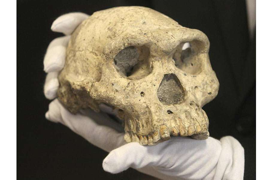 Imagen de un cráneo de 1,8 millones de años descubierto en Georgia en 2005, en el Museo Nacional de Georgia en Tbilisi