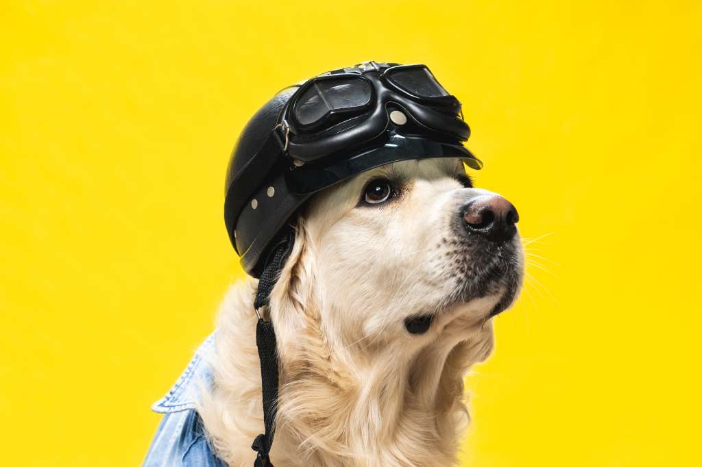 ¿Es legal llevar perros en moto en Colombia?