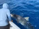 Personal experto capturó y liberó lejos de San Andrés a tiburón tigre hembra