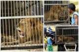 Es incierto el futuro de leones rescatados hace más de un año de circo en Santander