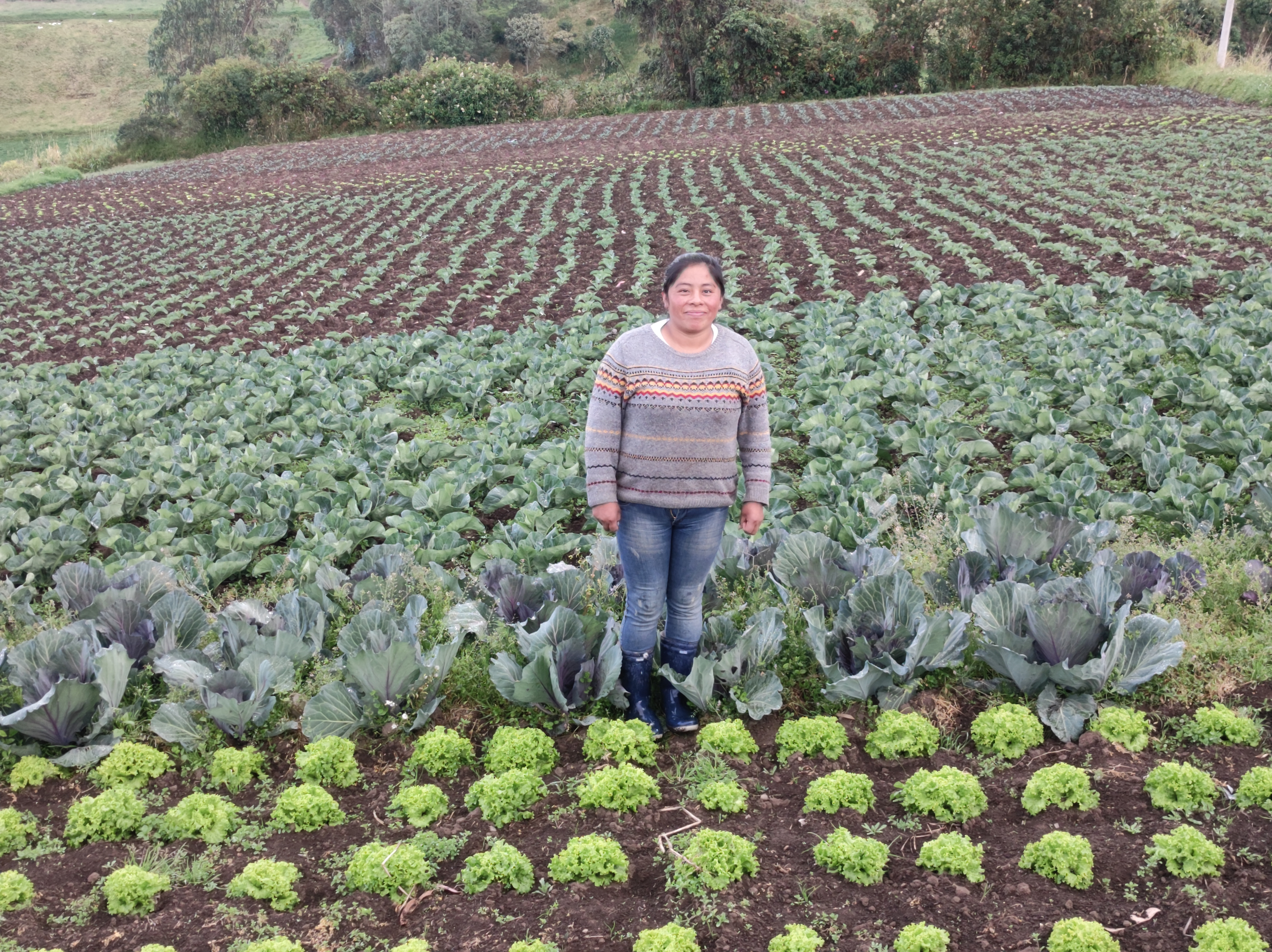 Cultivo de hortalizas bajo producción agroecológica de la Asociación Corazón de María, corregimiento Gualmatan, en Pasto, Nariño, Complejo de Páramo la Cocha Patascoy. /Foto: Julián Sáenz