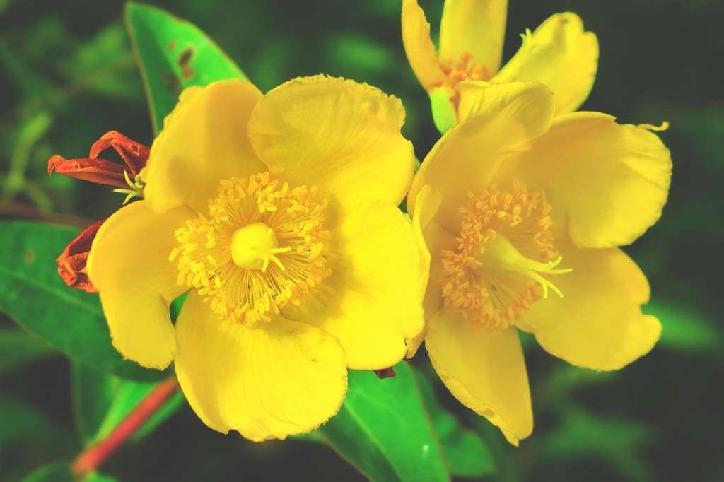 Esta especie perenne, originaria de Europa, Asia occidental y el norte de África, destaca con flores amarillas en forma de estrella