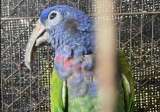 Murió loro cabeciazul que fue rescatado tras 17 años de cautiverio