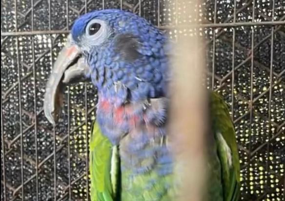 Murió loro cabeciazul que fue rescatado tras 17 años de cautiverio
