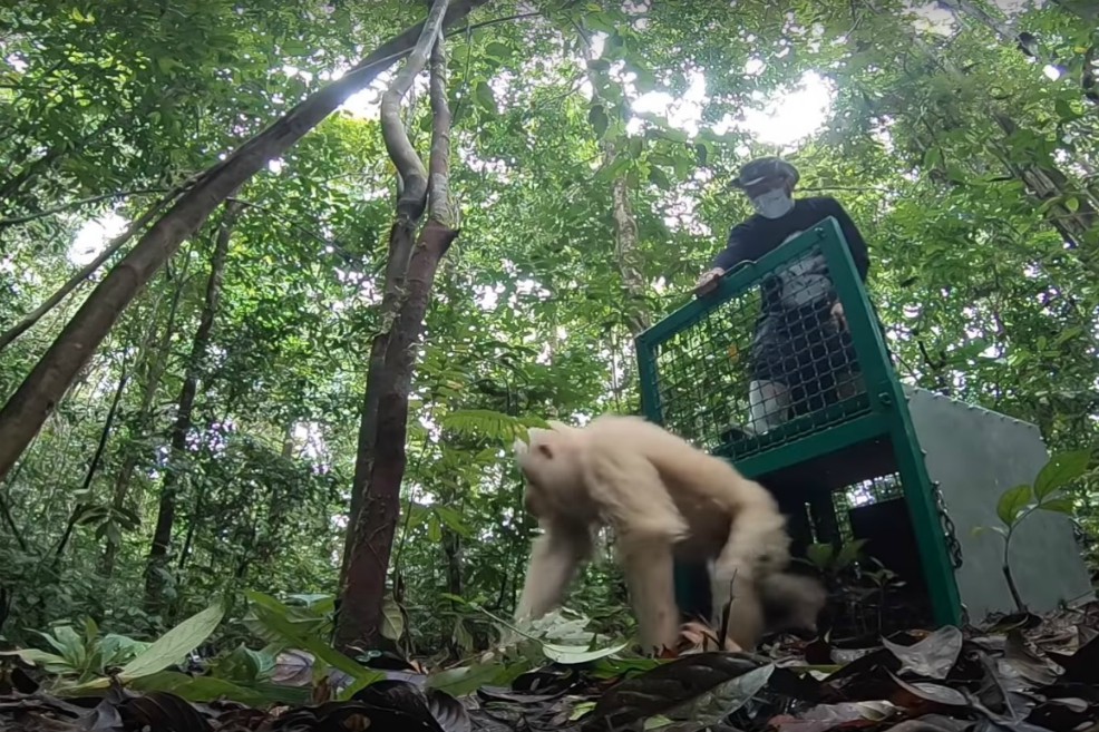 Tomado del video de Youtube publicado por la Fundación de Supervivencia del Orangután de Borneo