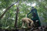 Así fue el regreso a la naturaleza de la única orangután albina tras 2 años de rehabilitación