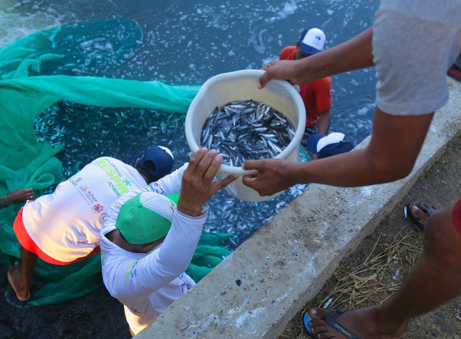 Muerte de peces en Puerto Colombia