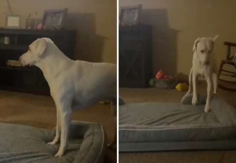 Perro rescatado conmueve al mover su cama para dormir junto a una pequeña bebé (video)