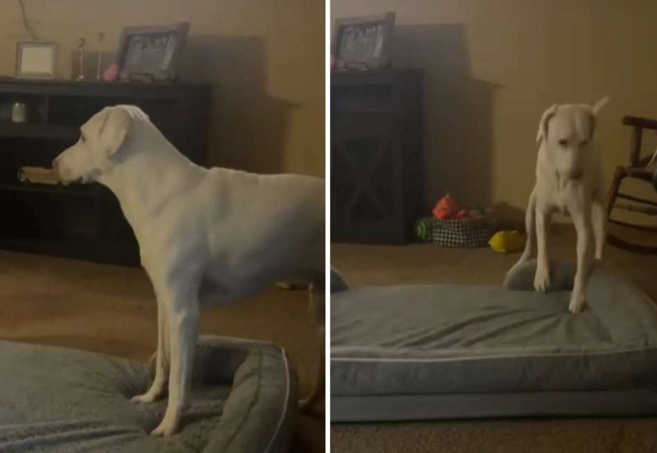 Cuando la bebé duerme en su corral, el perro se recuesta a su lado, y si la menor se encuentra en su silla mecedora, él permanece cerca observándola.