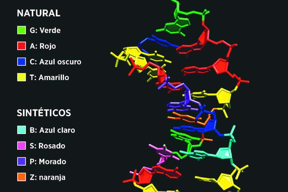 Los primeros cuatro bloques de construcción se encuentran en el ADN humano y los últimos cuatro son sintéticos, y posiblemente presentes en la vida extraterrestre. / Millie Georgiadis - Indiana University School of Medicine.