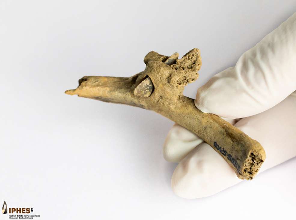 Hallan una flecha incrustada en una costilla humana de hace 4.000 años en los Pirineos