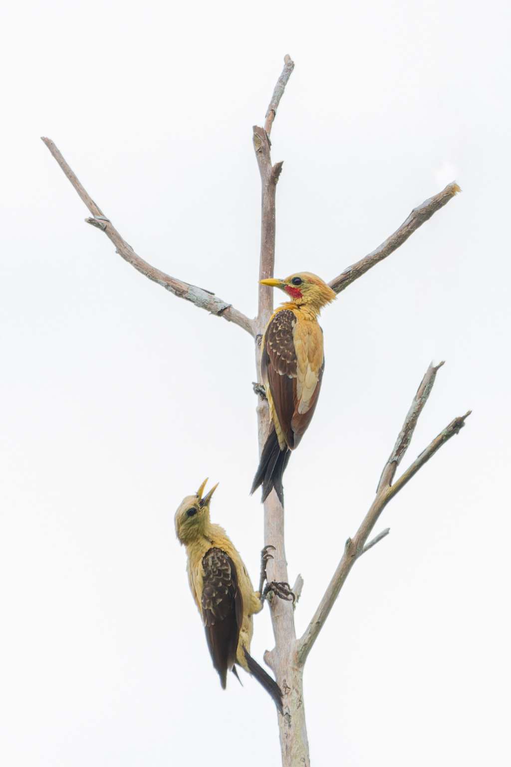AVES USO EXCLUSIVO