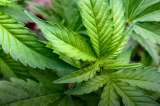 Cannabis medicinal: productores europeos buscan expandir el mercado