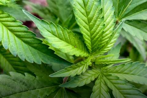 Cannabis medicinal: productores europeos buscan expandir el mercado