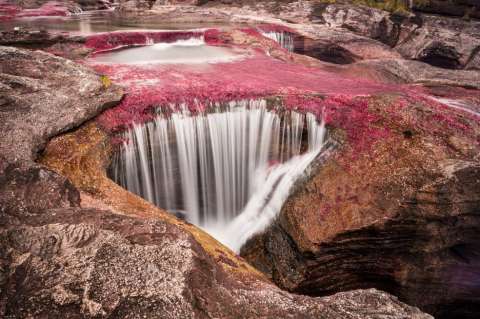Caño Cristales, el río más bonito del mundo, brilla de nuevo tras la pandemia