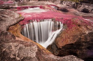 ¿Por qué Caño Cristales es de colores? Esta planta acuática es la responsable
