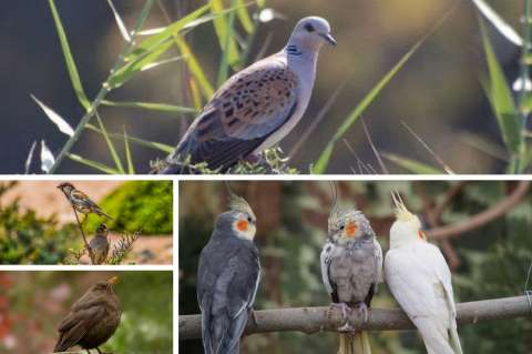 Una de cada ocho especies de aves del planeta está en riesgo de extinción