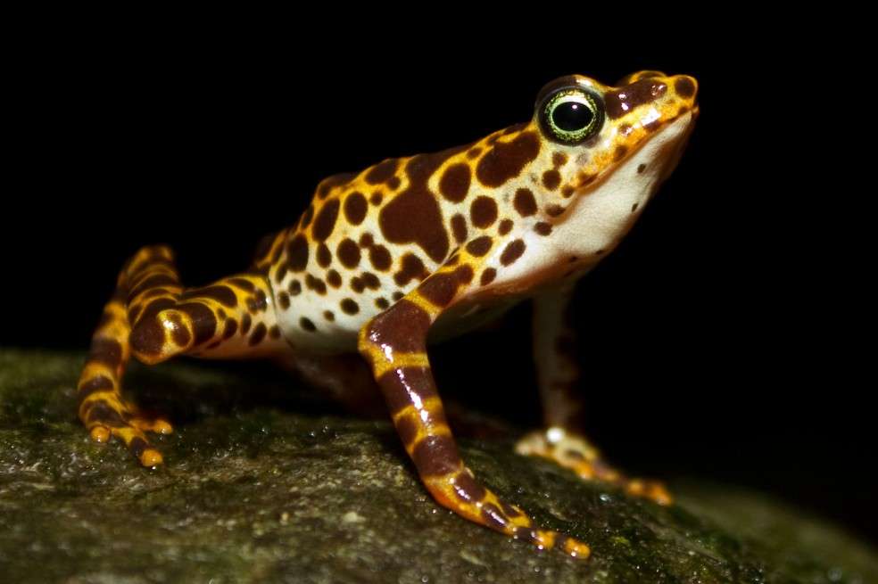 En el bosque del Chocó ecuatoriano habitan más de 130 especies de ranas, sapos, cecilias, tritones y salamandras, amenazados por la deforestación y varias enfermedades.
/ Wikicommons- Brian.gratwicke (Brian Gratwicke at Flickr